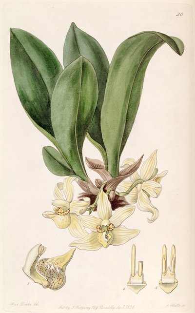 Stenia pallida von Miss Drake